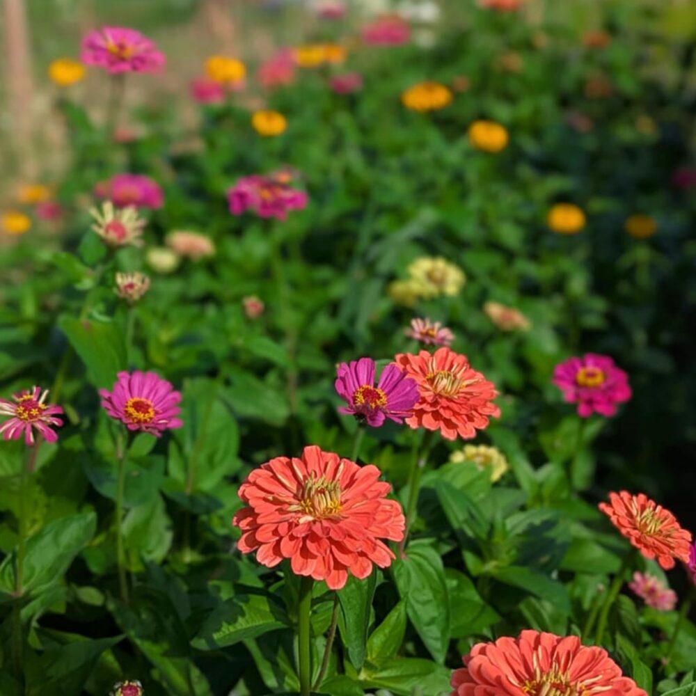 Atelier au Jardin – Image 3