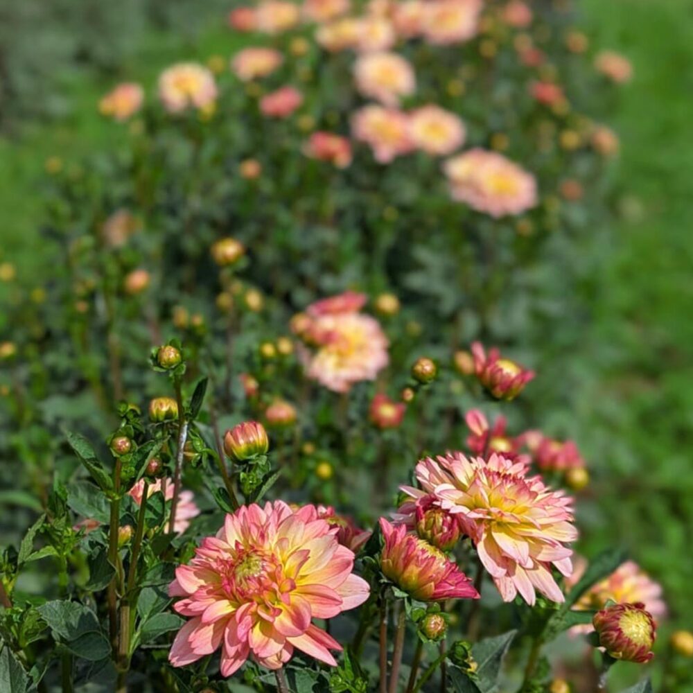 Atelier au Jardin – Image 4